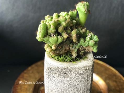 青苔養殖|Moss succeed planting methods 青苔不失誤成功種植法